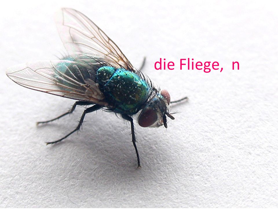 die Fliege, n