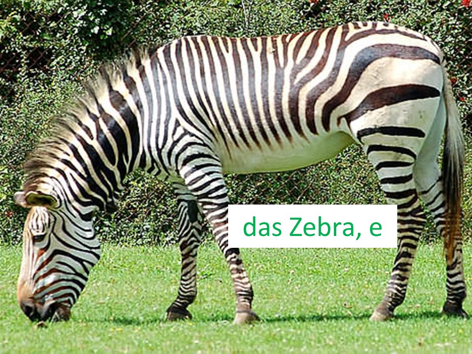 das Zebra, e