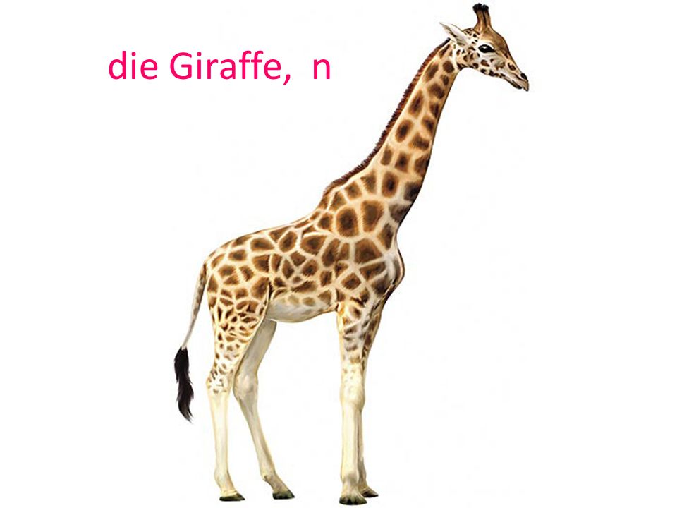 die Giraffe, n