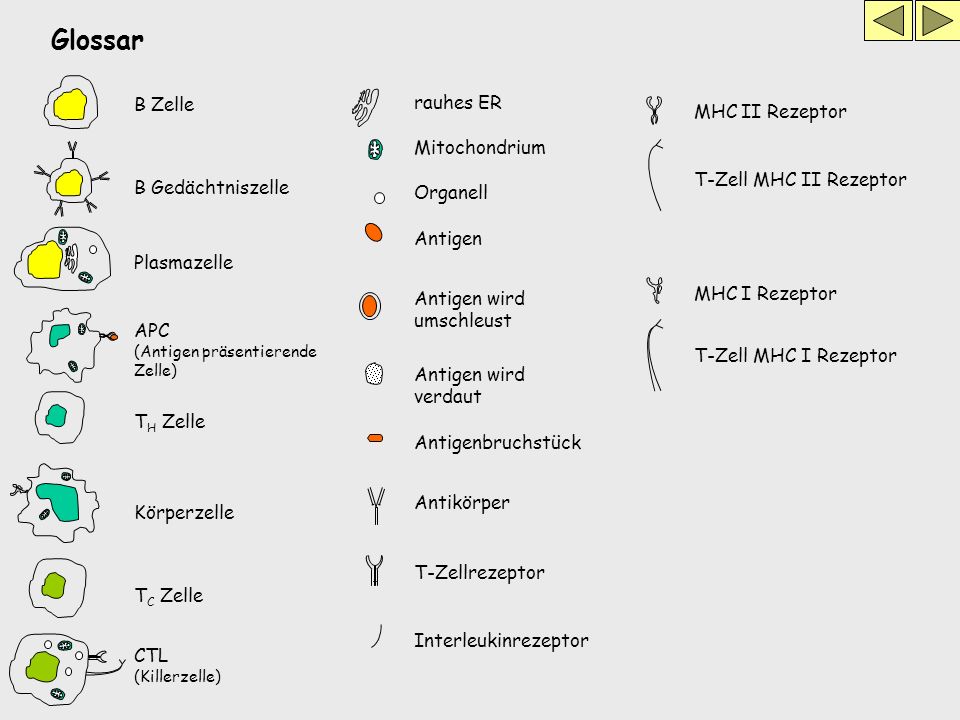 Glossar B Zelle rauhes ER MHC II Rezeptor Mitochondrium