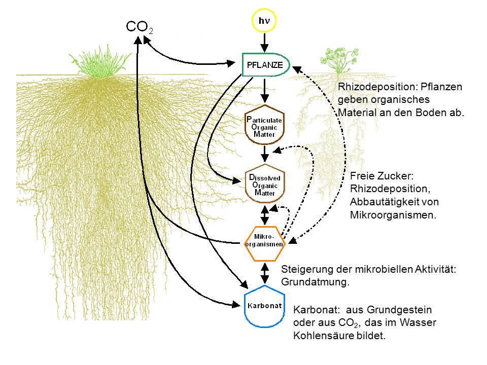 Rhizodeposition: Pflanzen geben organisches Material an den Boden ab.
