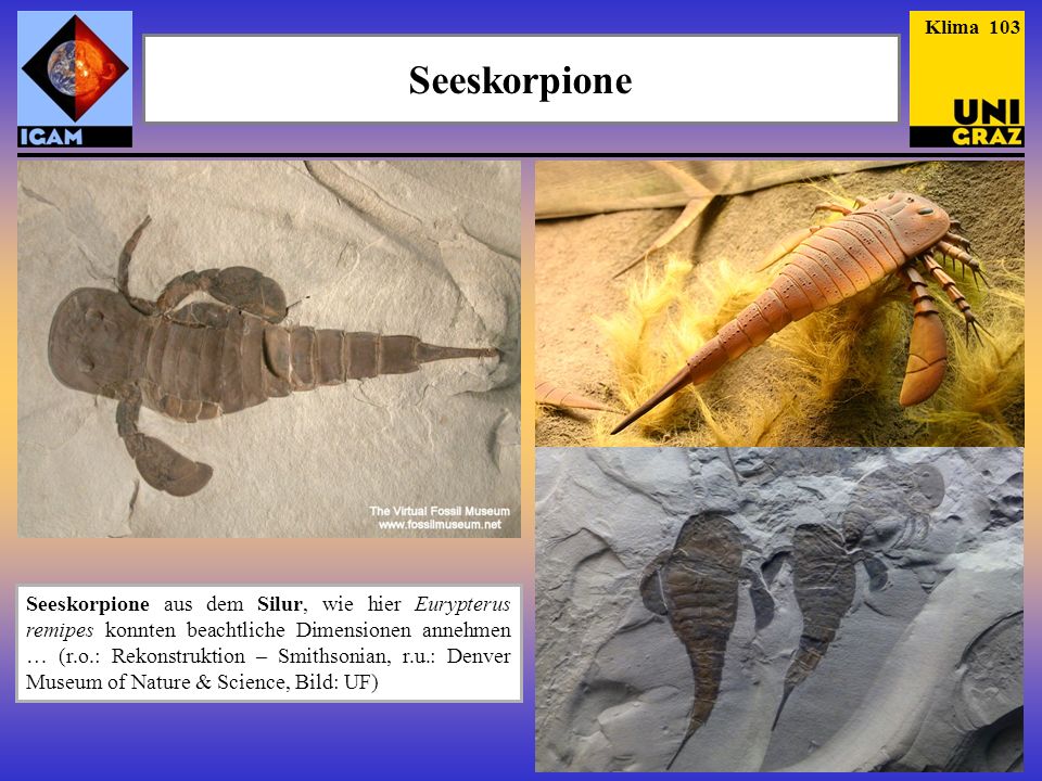 Klima 103 Seeskorpione. Heute kommen Seelilien nur noch im Tiefseebereich südlich des Äquators als Lebende Fossilien vor.