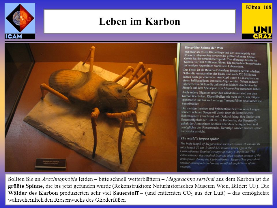 Klima 108 Leben im Karbon. Zur Ergänzung noch zwei Bilder der indonesischen Quasten-flosser, die 1999 erstmals lebend beobachtet worden sind.