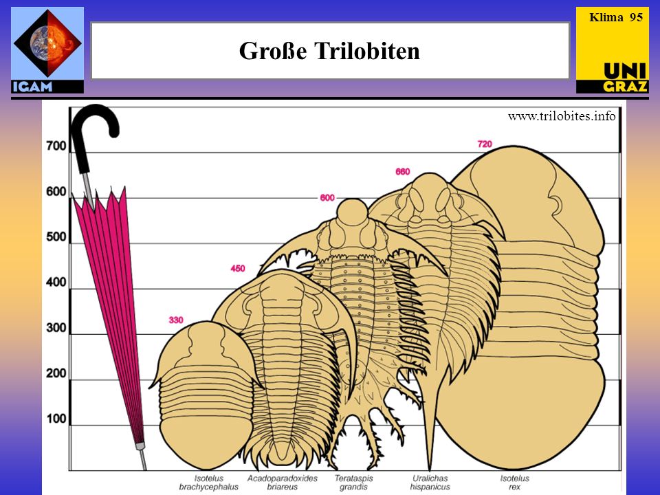 Large Clotoris