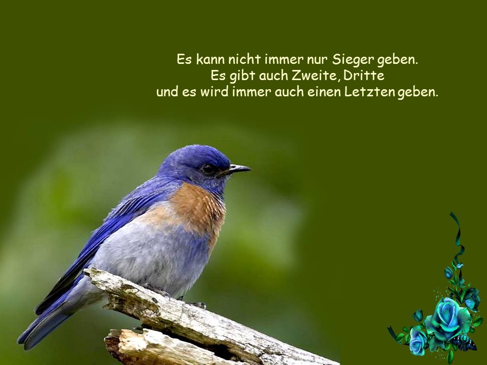 Es kann nicht immer nur Sieger geben. Es gibt auch Zweite, Dritte