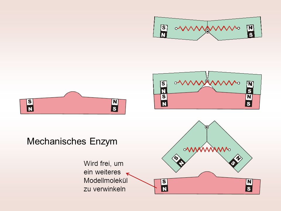Mechanisches Enzym Wird frei, um ein weiteres Modellmolekül zu verwinkeln