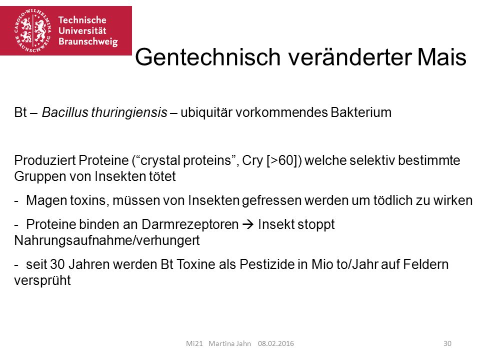 Gentechnisch veränderter Mais