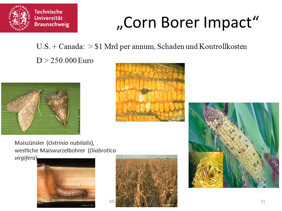„Corn Borer Impact U.S. + Canada: > $1 Mrd per annum, Schaden und Kontrollkosten. D > Euro.