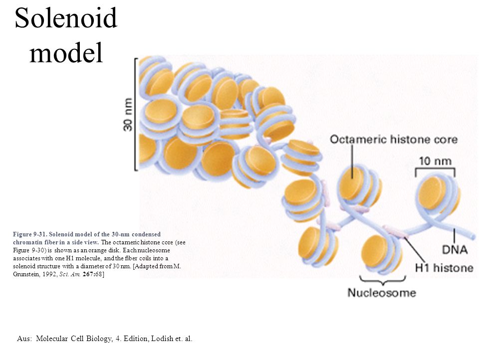 Solenoid model Aus: Molecular Cell Biology, 4. Edition, Lodish et. al.