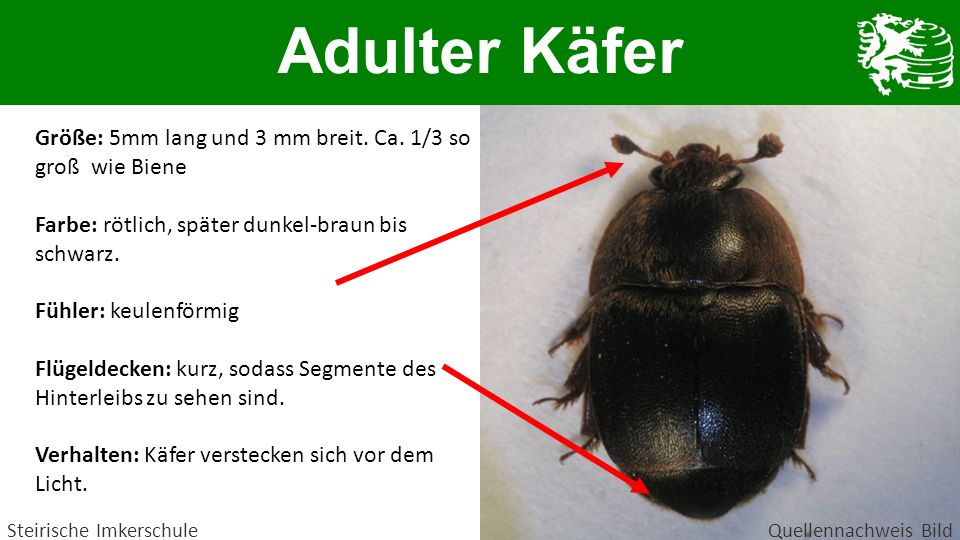 Adulter Käfer Größe: 5mm lang und 3 mm breit. Ca. 1/3 so groß wie Biene. Farbe: rötlich, später dunkel-braun bis schwarz.