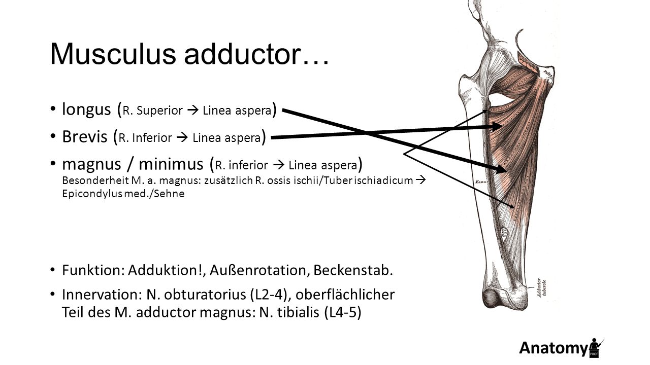 Musculus adductor… longus (R. Superior  Linea aspera)