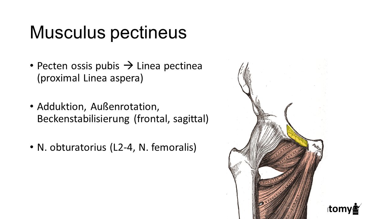 Musculus pectineus Pecten ossis pubis  Linea pectinea (proximal Linea aspera) Adduktion, Außenrotation, Beckenstabilisierung (frontal, sagittal)