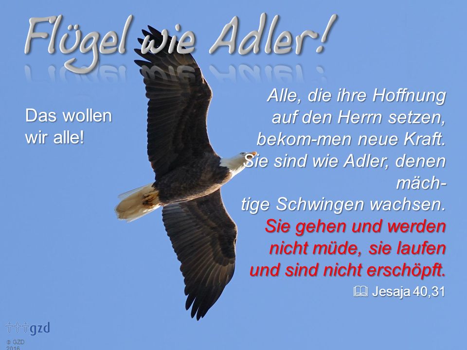 Alle, die ihre Hoffnung auf den Herrn setzen, bekom- men neue Kraft