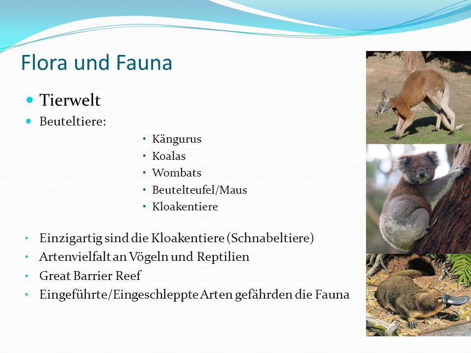 Flora und Fauna Tierwelt Beuteltiere: