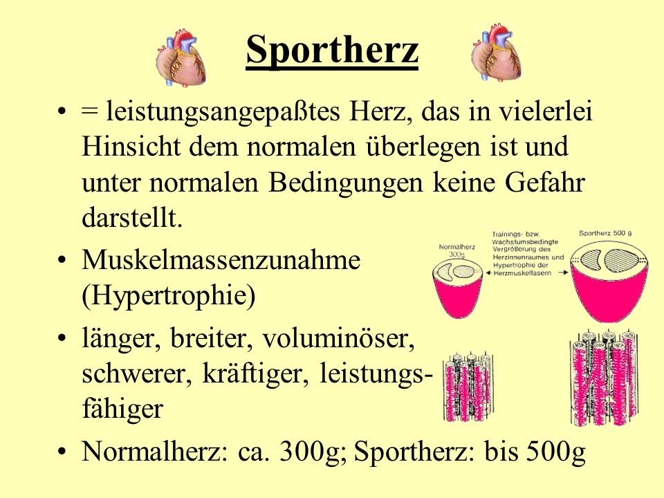 Sportherz = leistungsangepaßtes Herz, das in vielerlei Hinsicht dem normalen überlegen ist und unter normalen Bedingungen keine Gefahr darstellt.